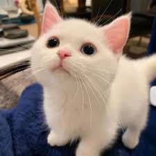 Lê Văn Công avatar